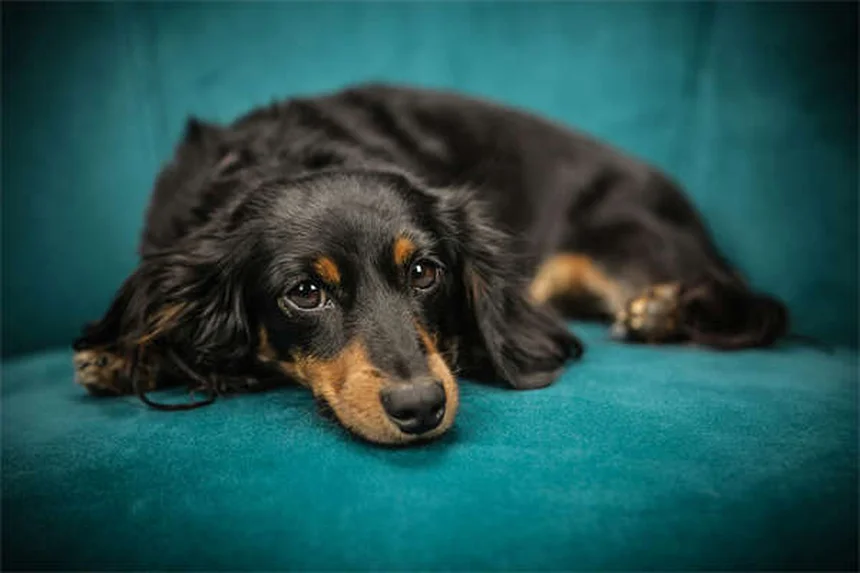 愛犬がベンゾジアゼピンを誤飲したら？すぐにできる緊急対処法