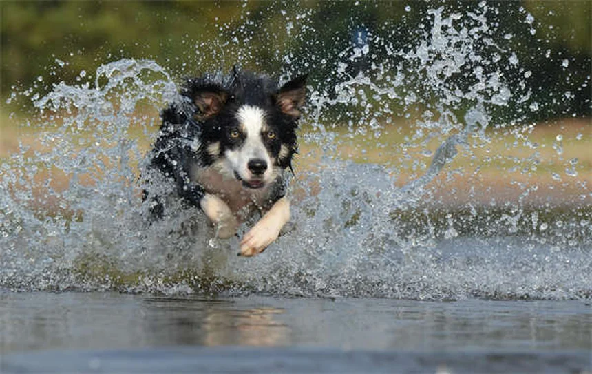 愛犬がベンゾジアゼピンを誤飲したら？すぐにできる緊急対処法