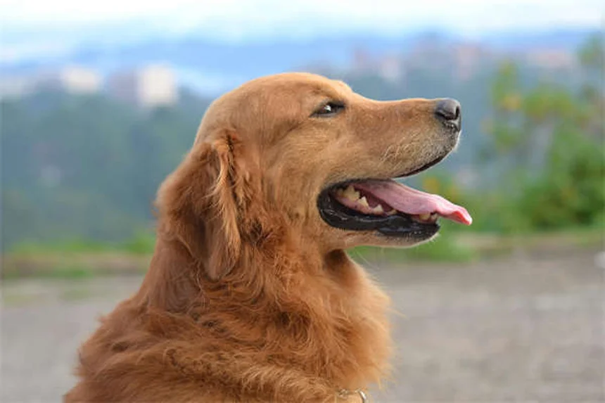 糖尿病の犬が死ぬ前に見せる7つのサインとQOLを守るケア方法