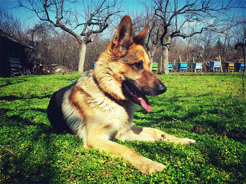 糖尿病の犬が死ぬ前に見せる7つのサインとQOLを守るケア方法