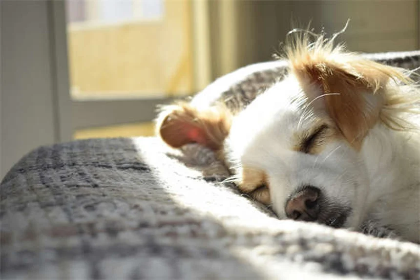 犬の幸せサイン13選｜しっぽだけじゃない！正しい見分け方と誤解を徹底解説