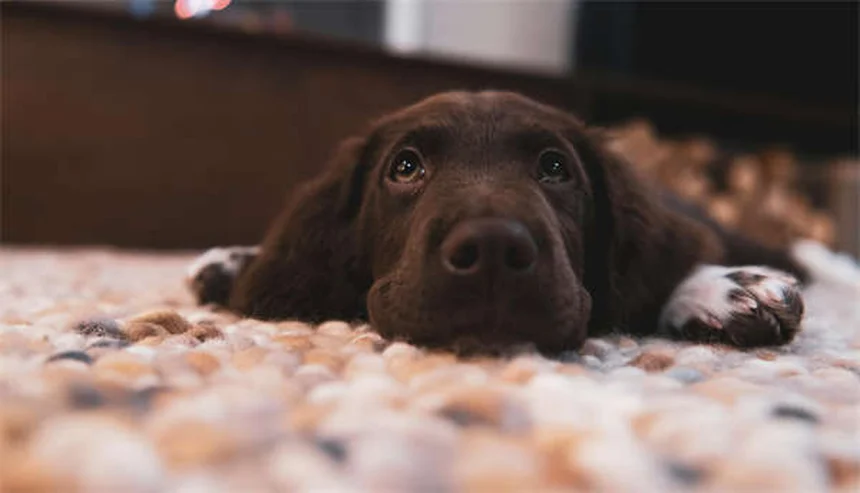 うさぎの痒み、すぐに試せる原因別対策を飼い主が解説