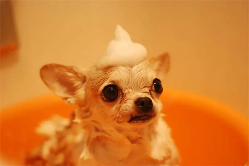 犬の感覚が人間より優れている5つの理由
