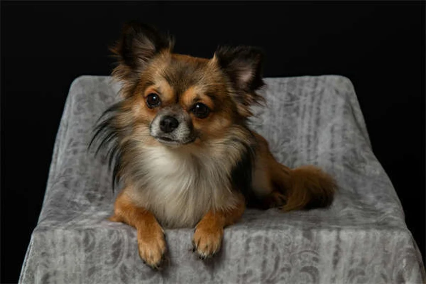 犬の感覚が人間より優れている5つの理由