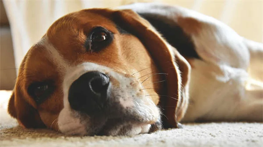 犬がフリスビーを嫌がる理由と解決法5選【プロが解説】