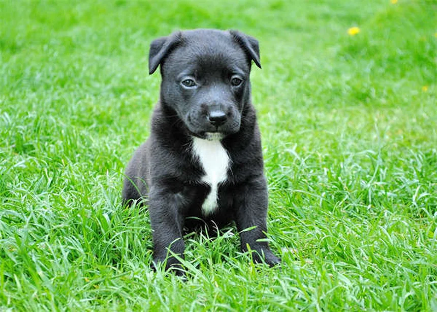 犬がフリスビーを嫌がる理由と解決法5選【プロが解説】