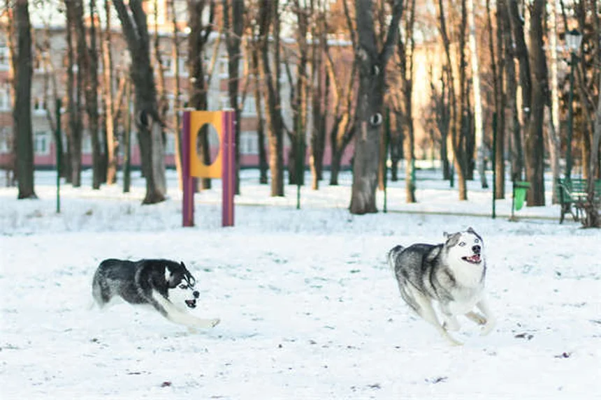 子犬の体重が増えない原因と獣医師が教える5つのチェックポイント