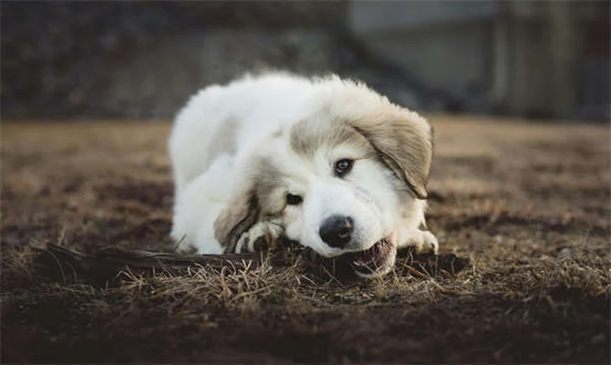 犬の軽い不調に効く！獣医師が教える8つの家庭療法と絶対NGな症状13選