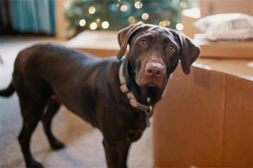 猫みたいな犬3選！猫アレルギーでも大丈夫な犬種とは？