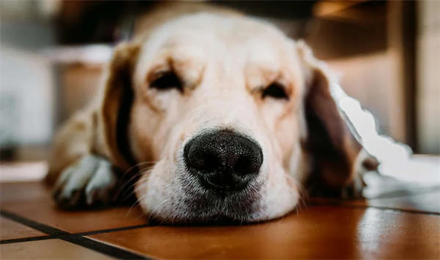 猫みたいな犬3選！猫アレルギーでも大丈夫な犬種とは？