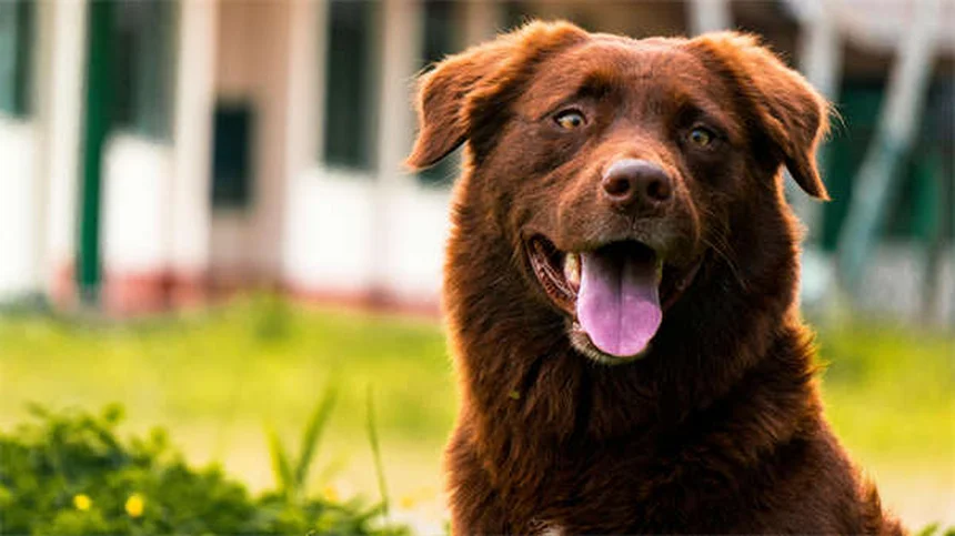 犬種の性格が違う理由とは？遺伝子と環境の意外な関係