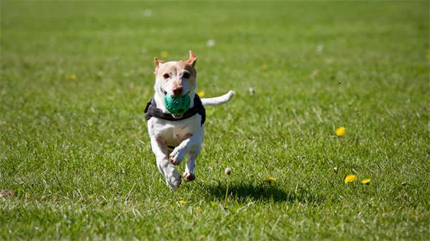 糖尿病の犬が危険な状態にあるサインと対処法