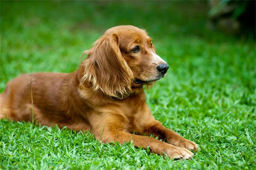 犬の運動後に絶対やるべきケア5選！私が実践する愛犬の健康ルーティン