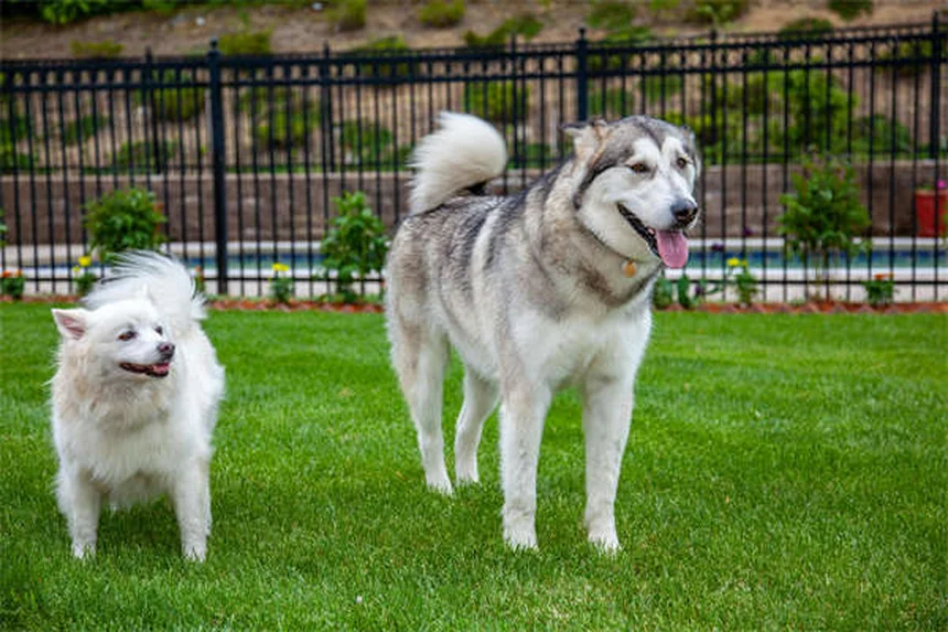 愛犬との毎日運動で絆を深める7つの秘訣
