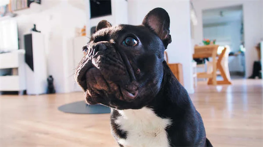 愛犬が自ら入りたくなる犬用クレートの作り方