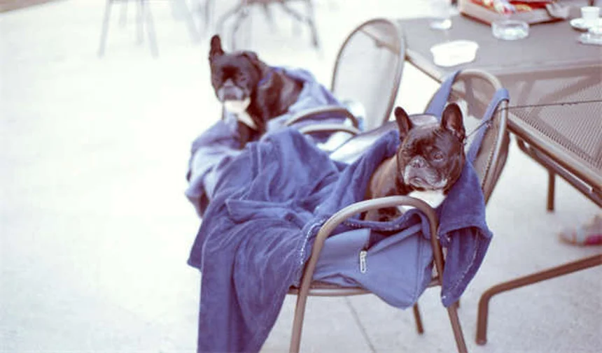 馬の筋肉痛の症状と治療法｜プロが教える予防＆対処法