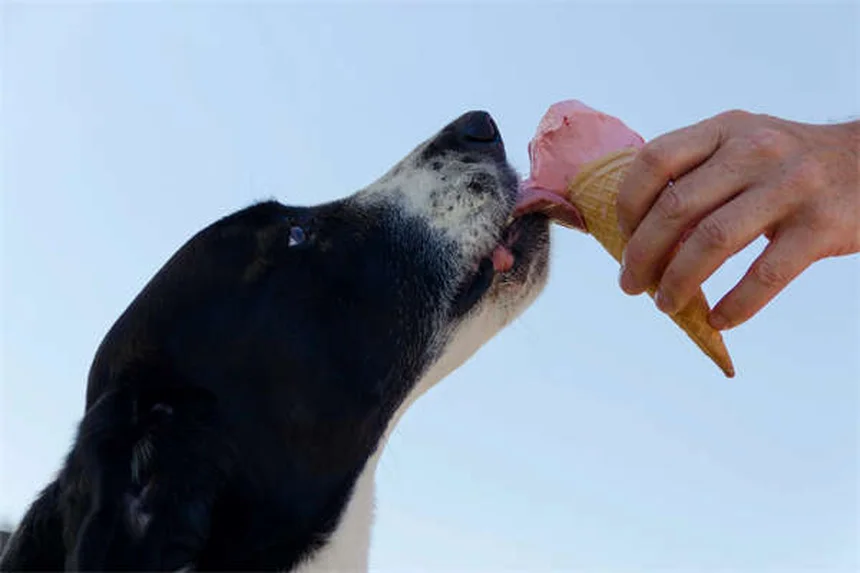 犬の資源防衛を止める7つの具体的な方法【経験者が実践したコツ】