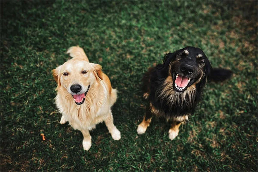 保護犬・保護猫を家族に迎える前に知るべき7つのポイント