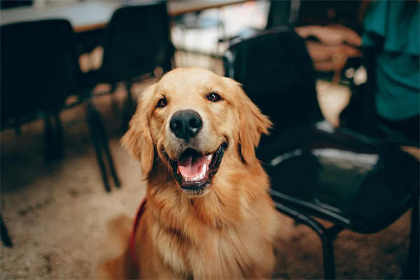 犬が草を食べる理由とは？獣医師が解説する7つの真相