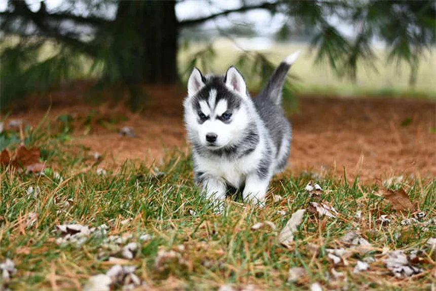 モルモットのボルデテラ感染症：症状・治療・予防法を徹底解説
