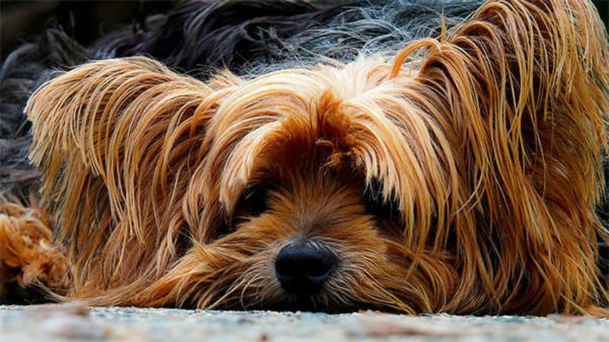 ゾニサミドとは？犬猫のてんかん治療に使われる抗発作薬の基本