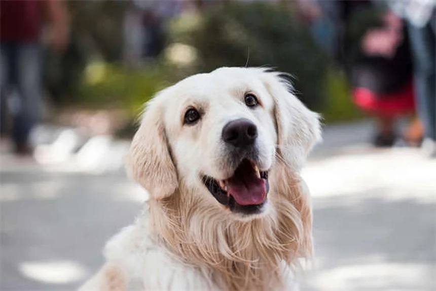 犬猫の感染症治療に効く！アモキシシリンの正しい使い方と注意点
