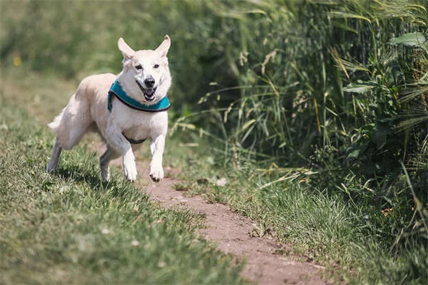 【飼い主必見】雪貂の尿路梗阻、命に関わる前に見逃さないで