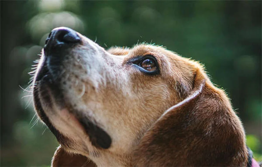 犬が死んだ動物の上で転がる理由とは？獣医が解説する意外な本能