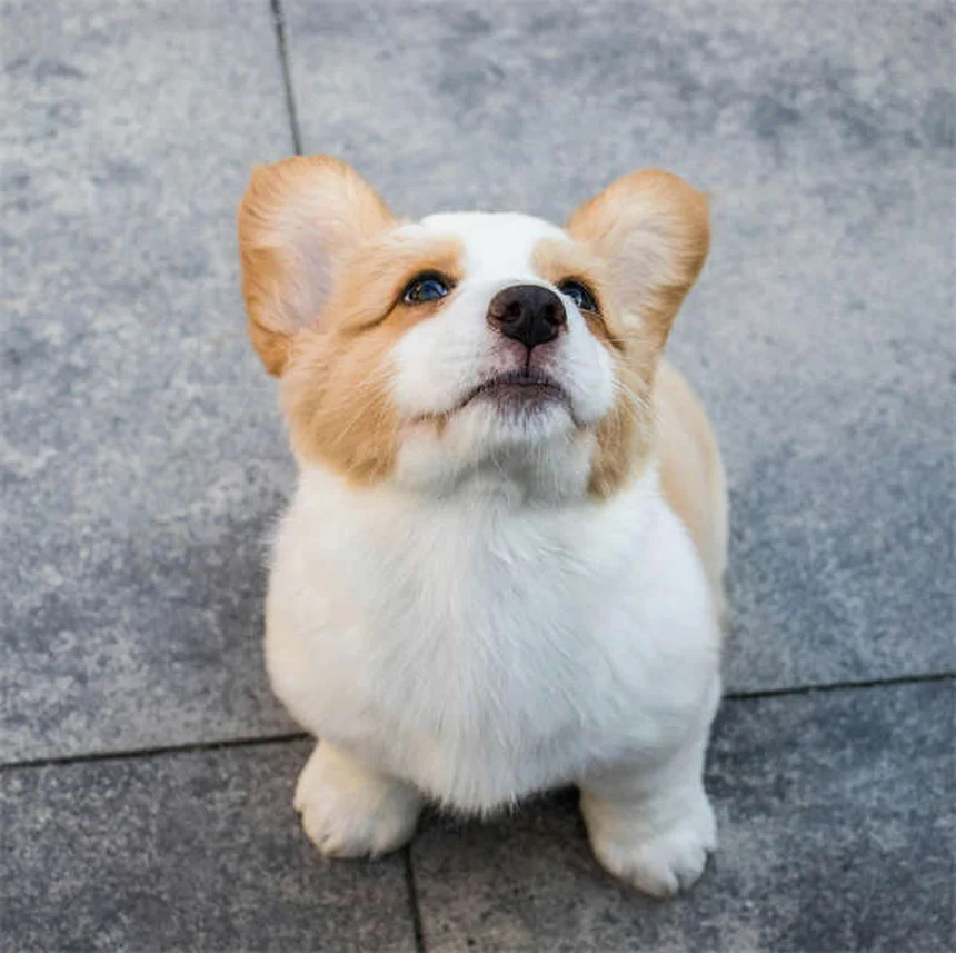 犬のリソースガーディングとは？原因と対処法を徹底解説