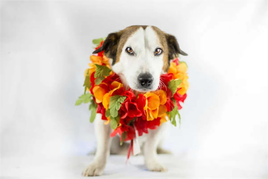 犬のてんかん治療に効果的なカリウムブロマイドとは？獣医師が解説