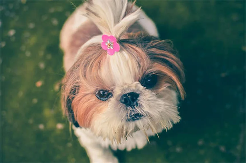 犬のクロストリジウム感染症とは?症状と対処法を獣医が解説