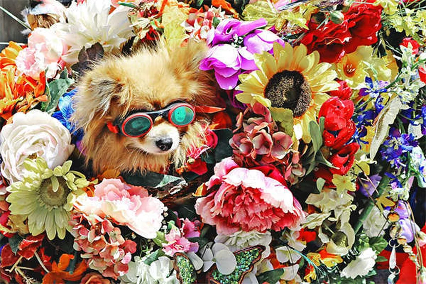 子犬の社会化トレーニング|3ヶ月から始める成功の秘訣